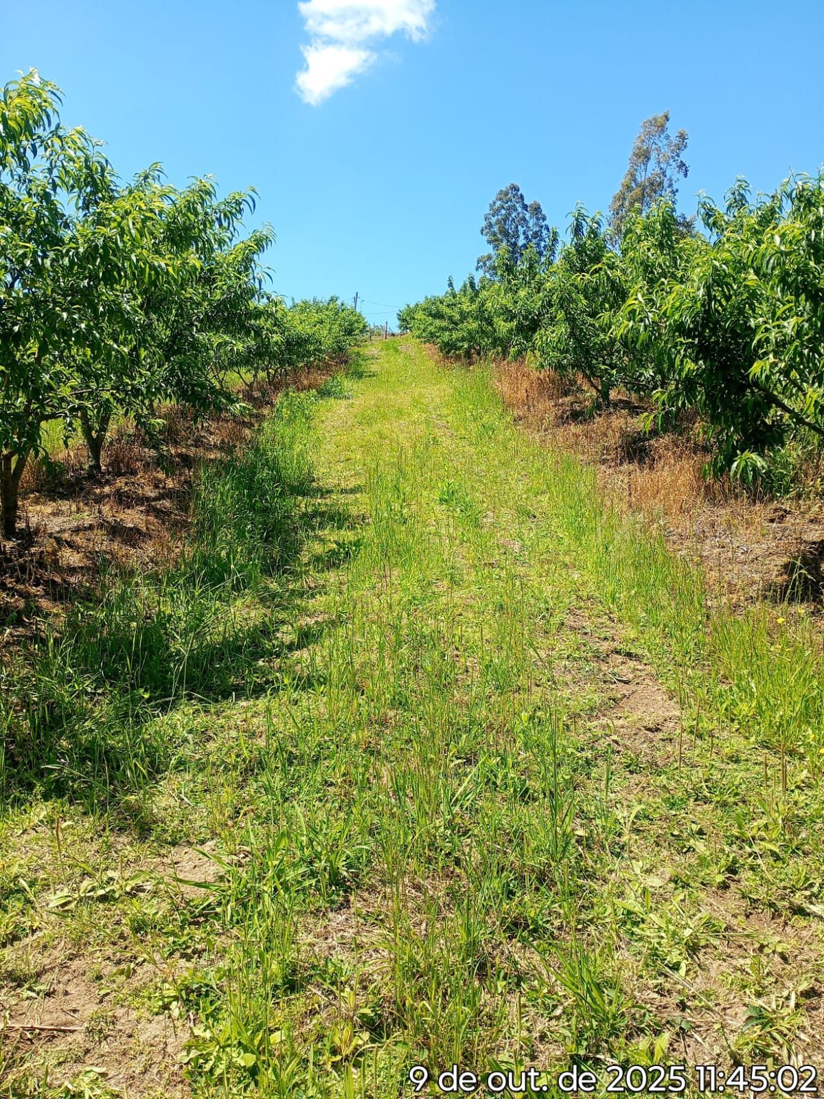Sítio colônia Maciel