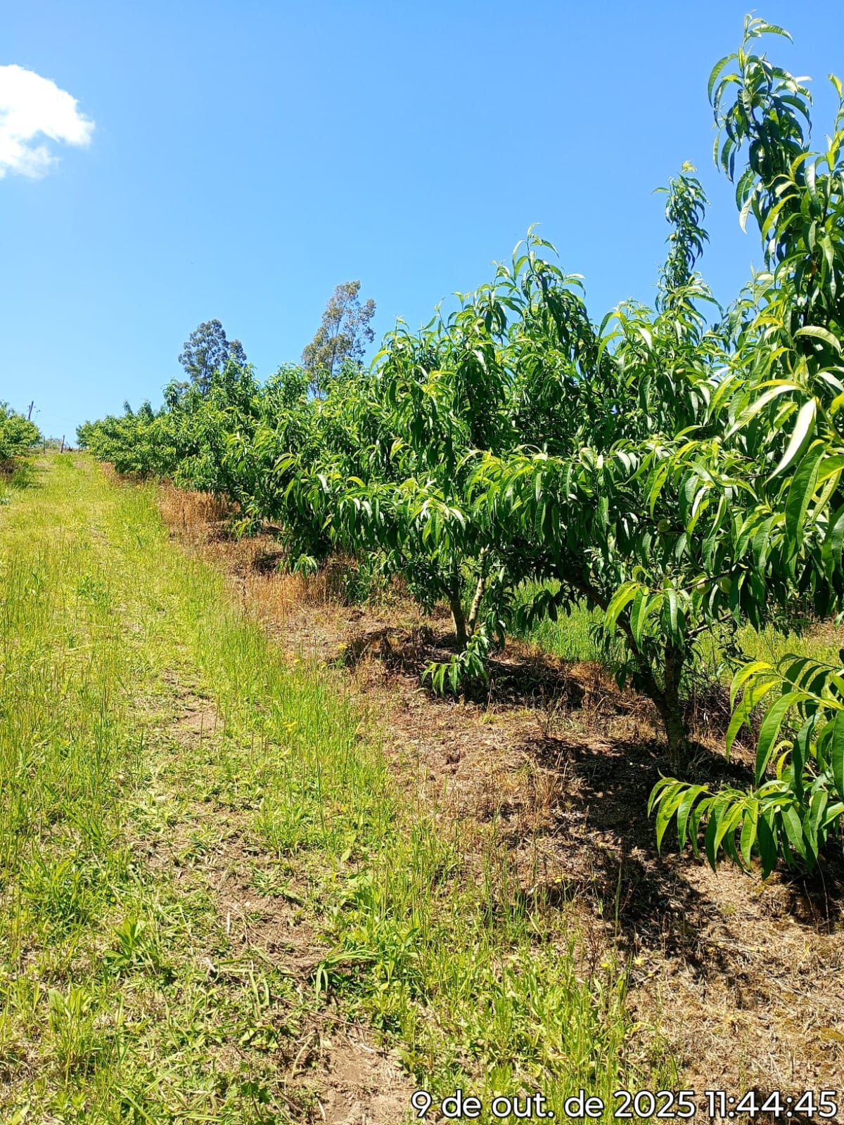 Sítio colônia Maciel