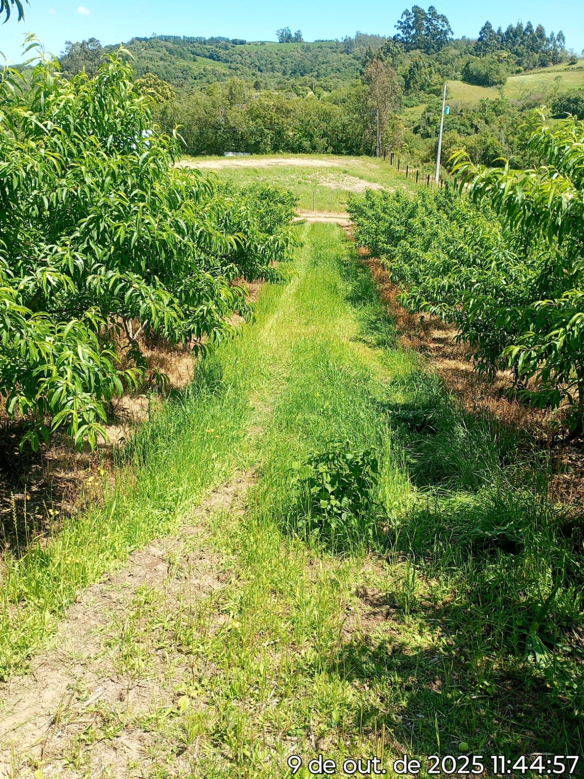 Sítio colônia Maciel