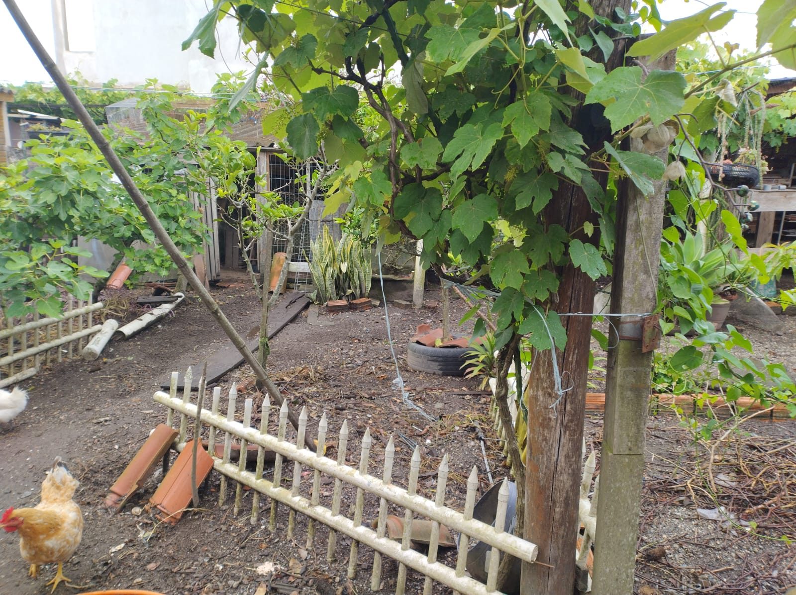 Casa no sítio Floresta para 2 famílias